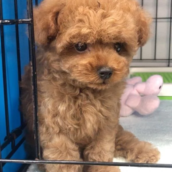 Regalo cucciolo di barboncino in adozione
