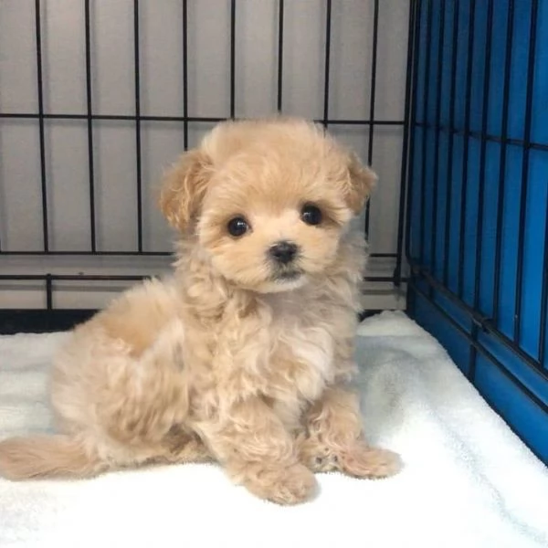 Regalo cucciolo di barboncino in adozione | Foto 0