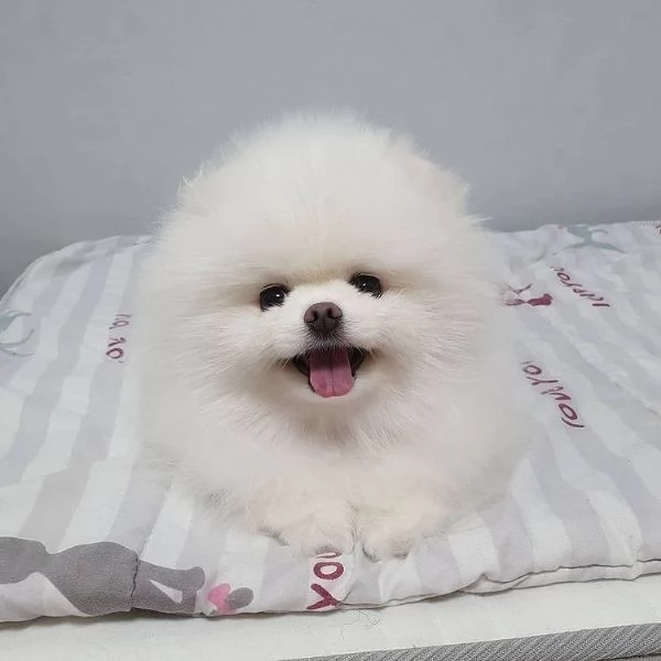 Cuccioli di Pomerania di razza pura (+[numero nascosto]60)