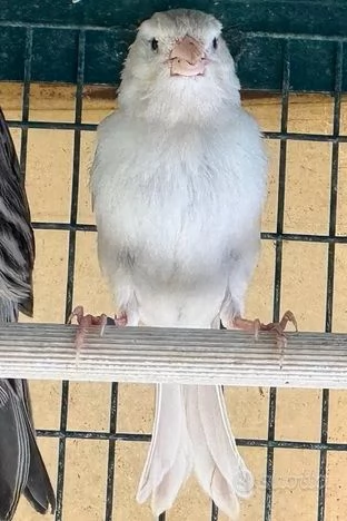 Canarini Novelli 2025