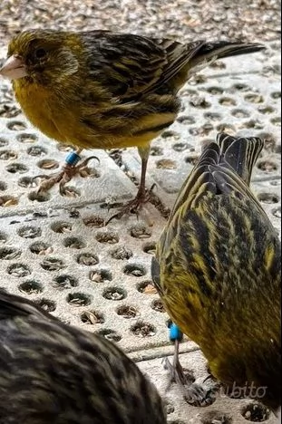 Canarini Novelli 2025 | Foto 3