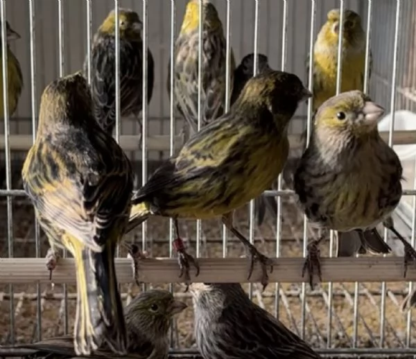 Canarini Novelli 2025 | Foto 2