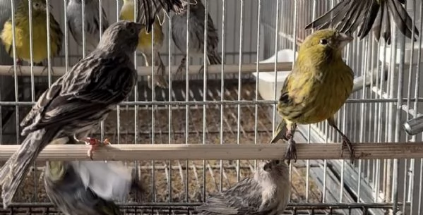 Canarini Novelli 2025 | Foto 1