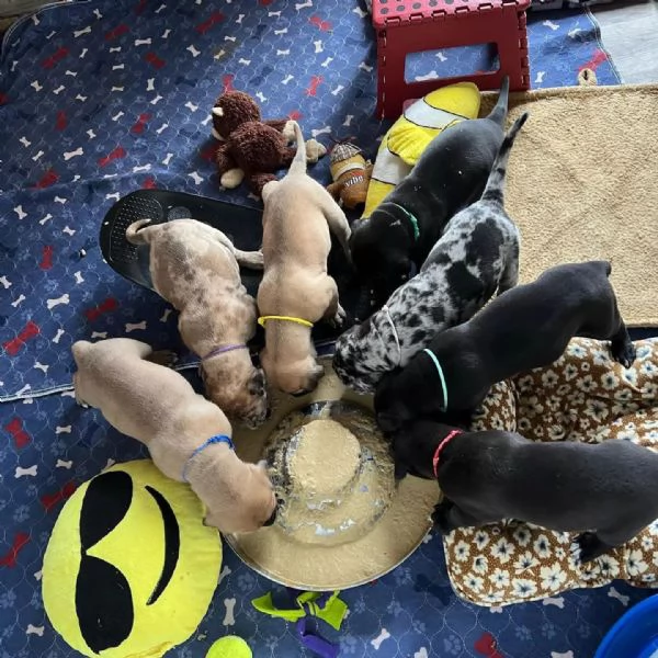 Regalo cuccioli di Alano disponibili.