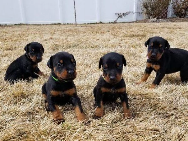 Regalo cuccioli di Rottweiller  disponibili. | Foto 0