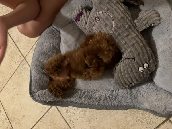 Barboncina toy red  | Foto 2