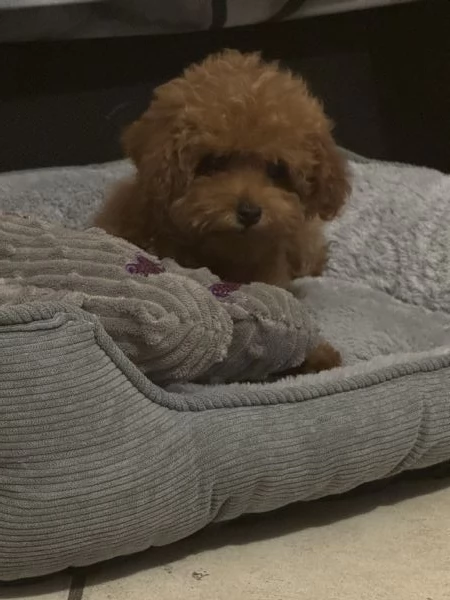 Barboncina toy red  | Foto 1