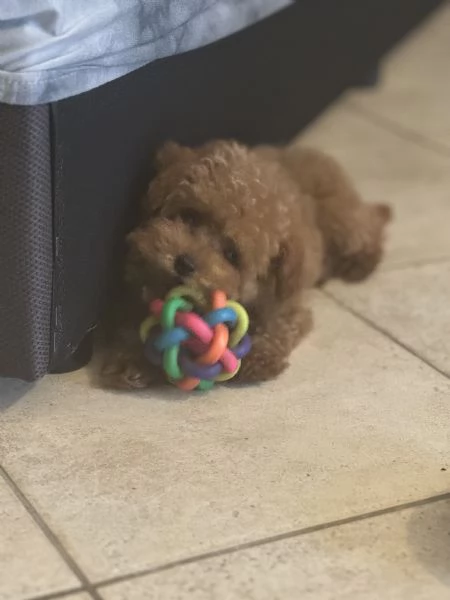 Barboncina toy red  | Foto 0