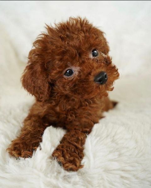 Cuccioli Barboncino toy | Foto 0