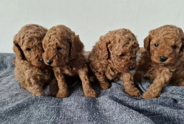 Adorabile barboncino toy pronto per l'adozione | Foto 3