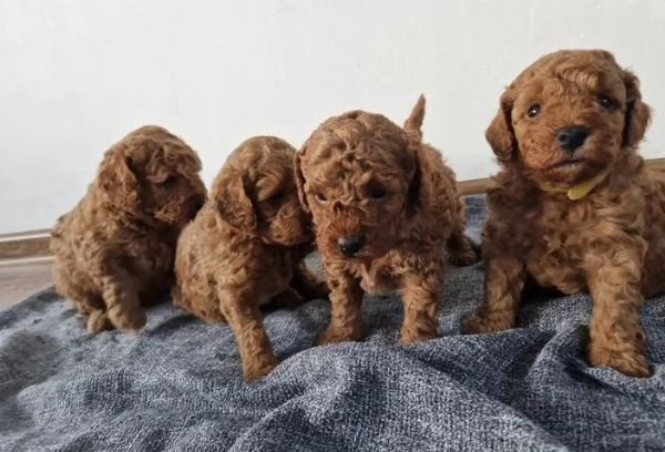 Adorabile barboncino toy pronto per l'adozione | Foto 2