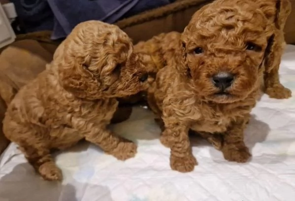 Adorabile barboncino toy pronto per l'adozione | Foto 1