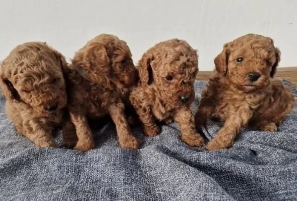 Adorabile barboncino toy pronto per l'adozione