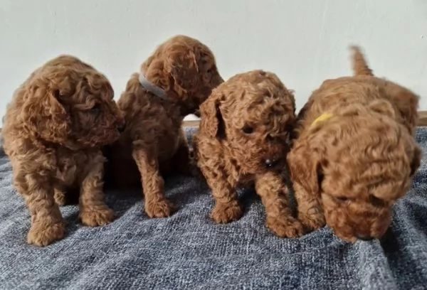 Adorabile barboncino toy pronto per l'adozione | Foto 0