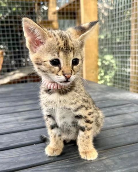 Bellissimo gattino Savannah