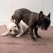 Cucciolo di Bulldog Francese qualità AKC in adozione gratuita!!!             