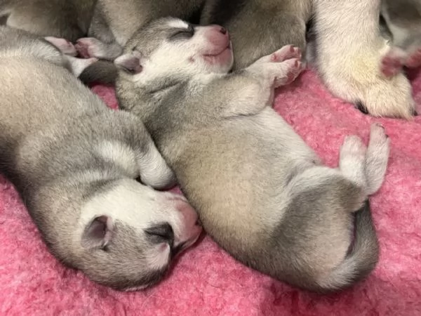 Meravigliosi cuccioli di SIBERIAN HUSKY disponibili da poco prima di Natale | Foto 6