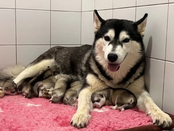 Meravigliosi cuccioli di SIBERIAN HUSKY disponibili da poco prima di Natale