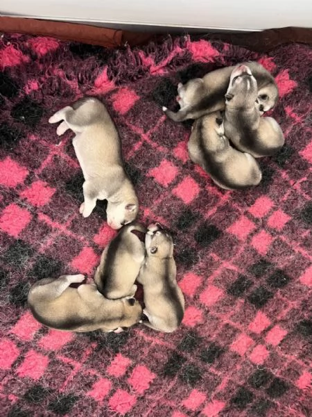 Meravigliosi cuccioli di SIBERIAN HUSKY disponibili da poco prima di Natale | Foto 3