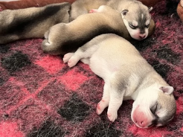 Meravigliosi cuccioli di SIBERIAN HUSKY disponibili da poco prima di Natale | Foto 2