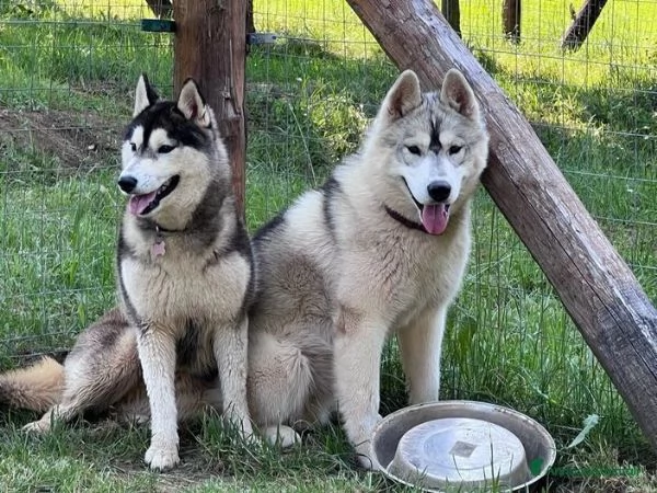 Meravigliosi cuccioli di SIBERIAN HUSKY disponibili da poco prima di Natale | Foto 1