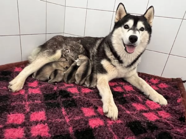 Meravigliosi cuccioli di SIBERIAN HUSKY disponibili da poco prima di Natale | Foto 0