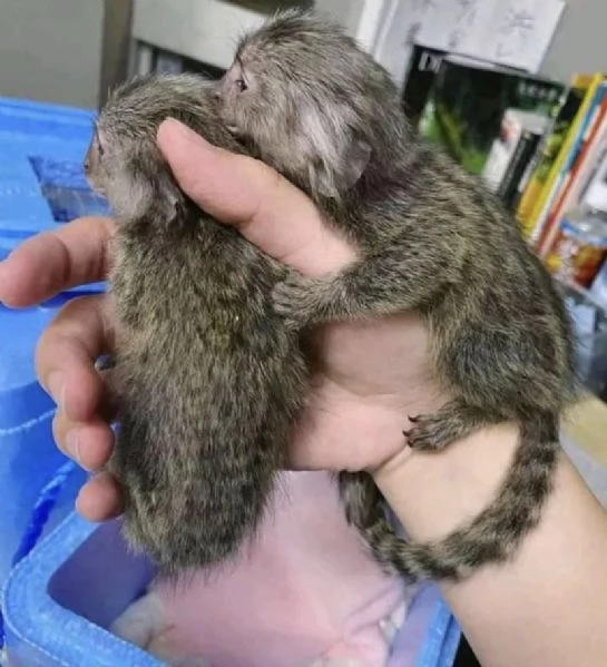 Scimmia marmotta maschio/femmina | Foto 0