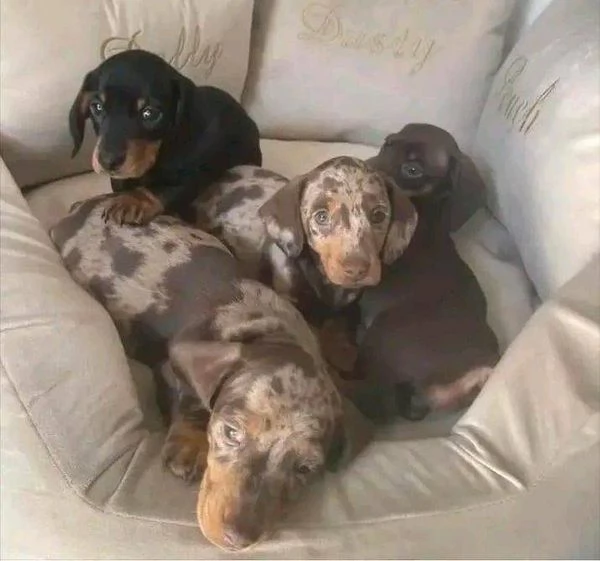 Regalo Dolcissimi cuccioli di Bassotto Cioccolato