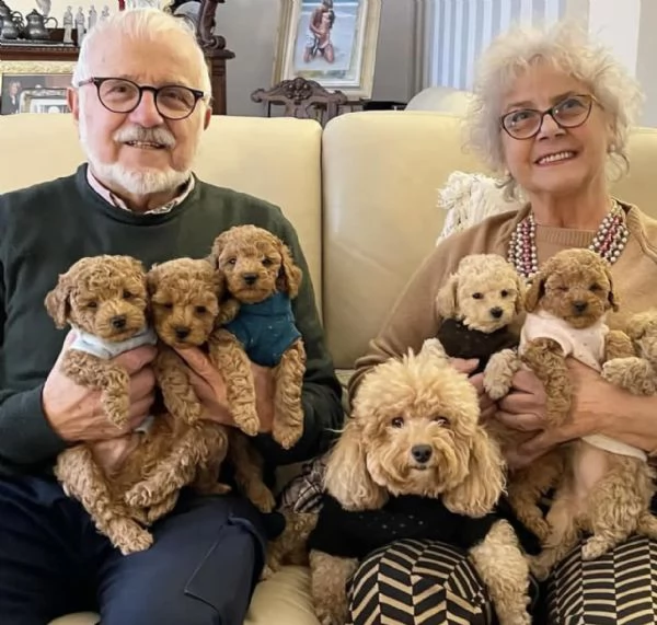 Cuccioli di barboncino pronti per una nuova casa. | Foto 4