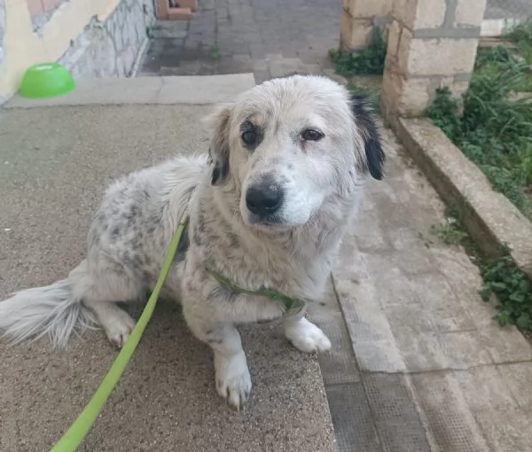 DOLCISSIMA NANETTA DESIDERA FAMIGLIA