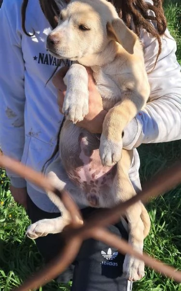 CUCCIOLA SIMIL LABRADOR DESIDERA COCCOLE | Foto 1