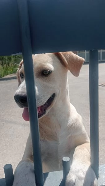 DOLCISSIMA LABRADORINA CERCA COCCOLE