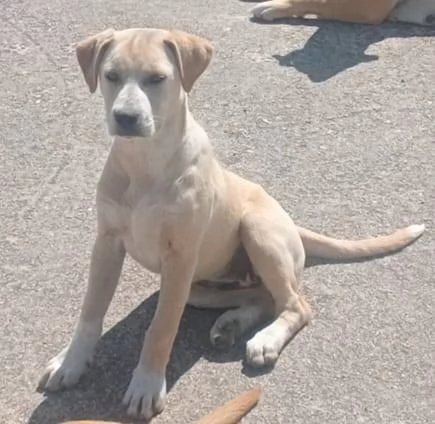 DOLCISSIMA LABRADORINA CERCA COCCOLE | Foto 1