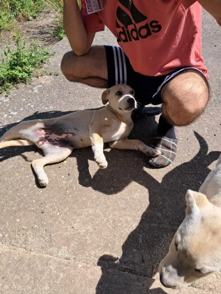 DOLCISSIMA LABRADORINA CERCA COCCOLE | Foto 0