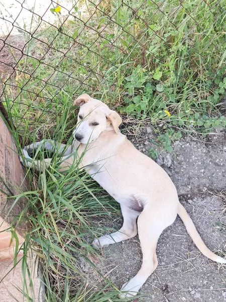 VIVO IN RIFUGIO, MA DESIDERO UNA FAMIGLIA