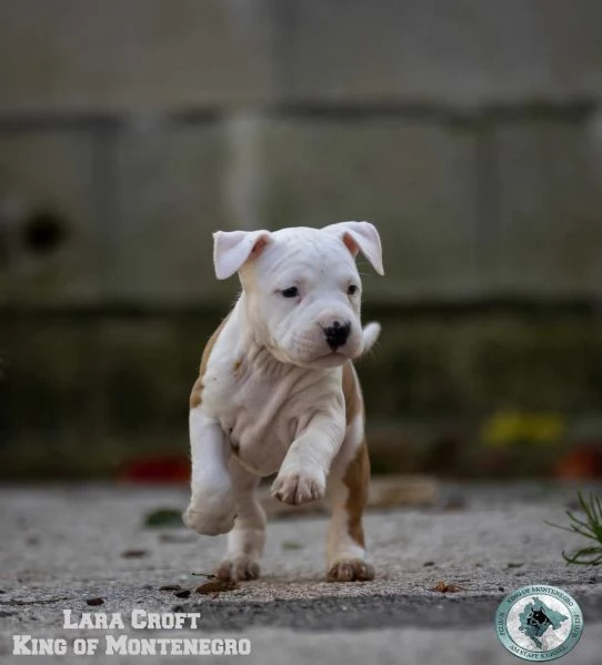 Stafford Terrier americano cuccioli | Foto 5