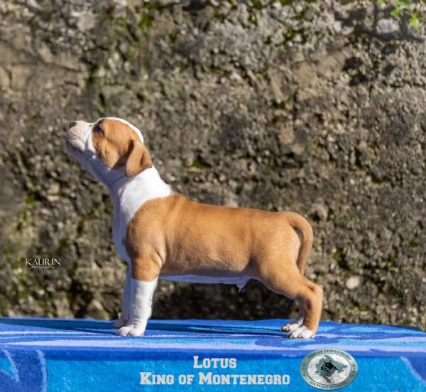 Stafford Terrier americano cuccioli | Foto 4