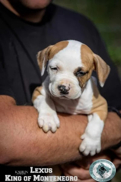 Stafford Terrier americano cuccioli | Foto 3