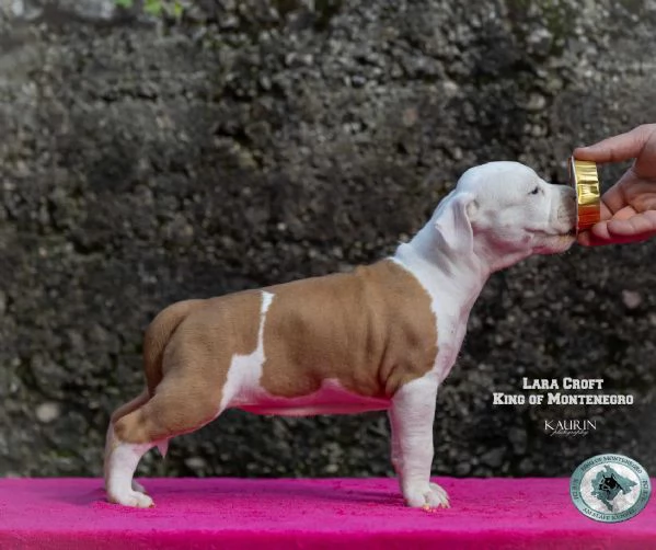 Stafford Terrier americano cuccioli | Foto 2