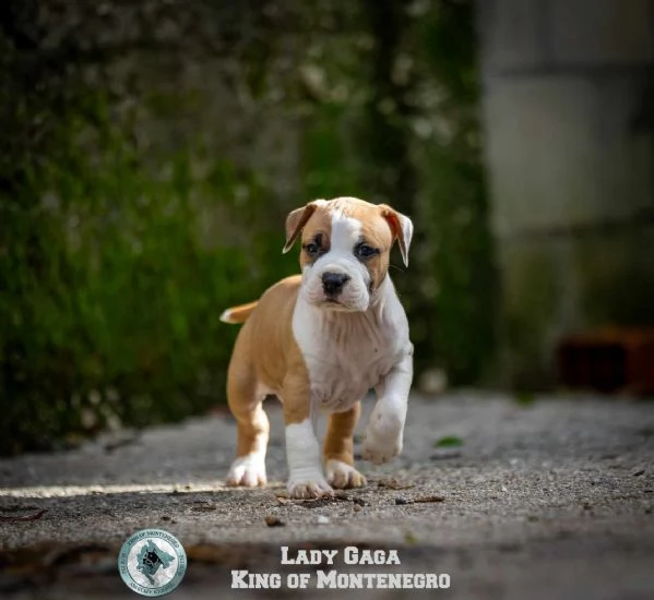 Stafford Terrier americano cuccioli | Foto 1