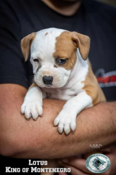 Stafford Terrier americano cuccioli | Foto 0
