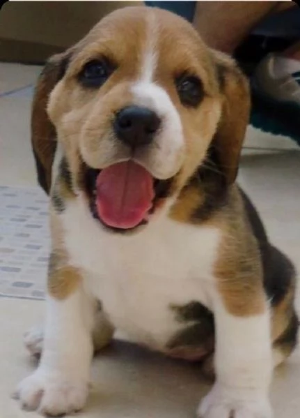 Regalo Beagle MERAVIGLIOSI cuccioli di Beagle ottima genealogia, gia vaccinati, sverminati e microch