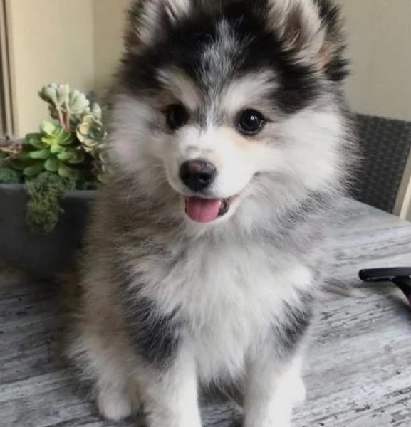 Regalo Siberian Husky cuccioli, maschio e femmina contatto con me via e-mail