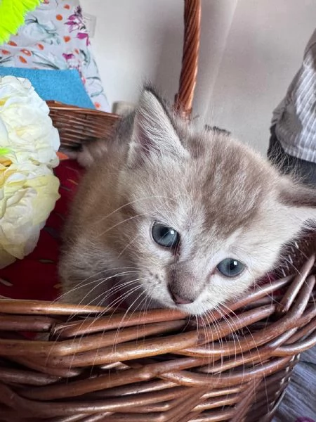 Gattini Munchkin | Foto 6