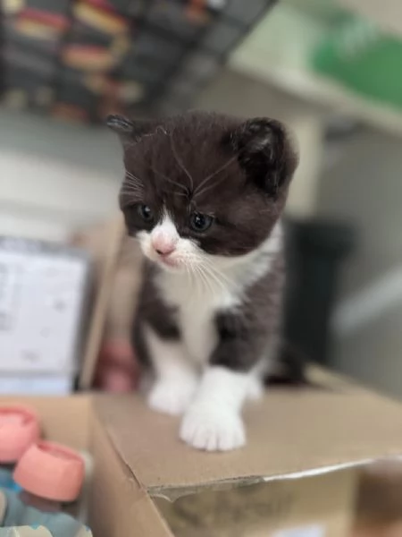 Gattini Munchkin | Foto 5