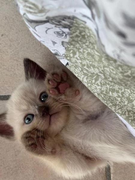 Gattini Munchkin | Foto 4