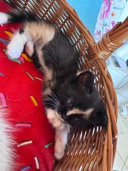 Gattini Munchkin | Foto 3