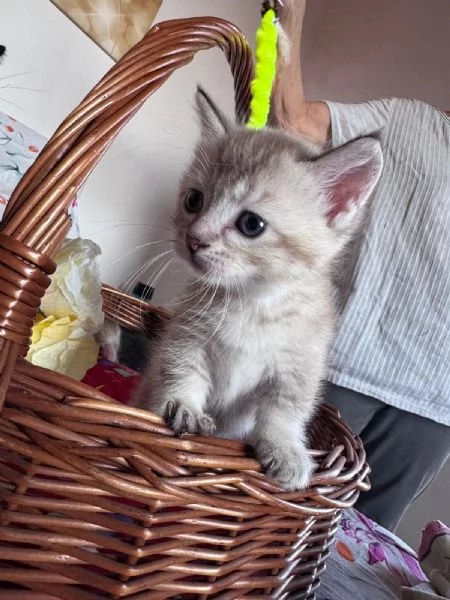 Gattini Munchkin | Foto 2