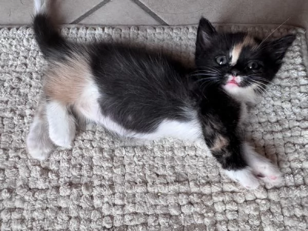 Gattini Munchkin | Foto 1