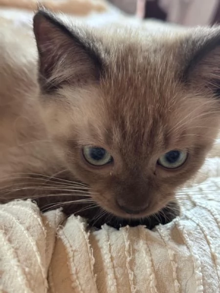 Gattini Munchkin | Foto 0